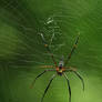 Red Legged Golden Orb web Spider