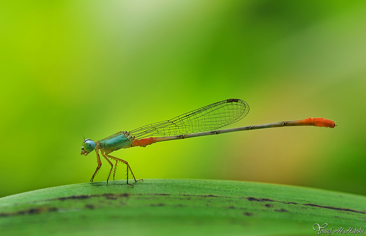 Damselfly