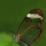 Glasswing Butterfly II