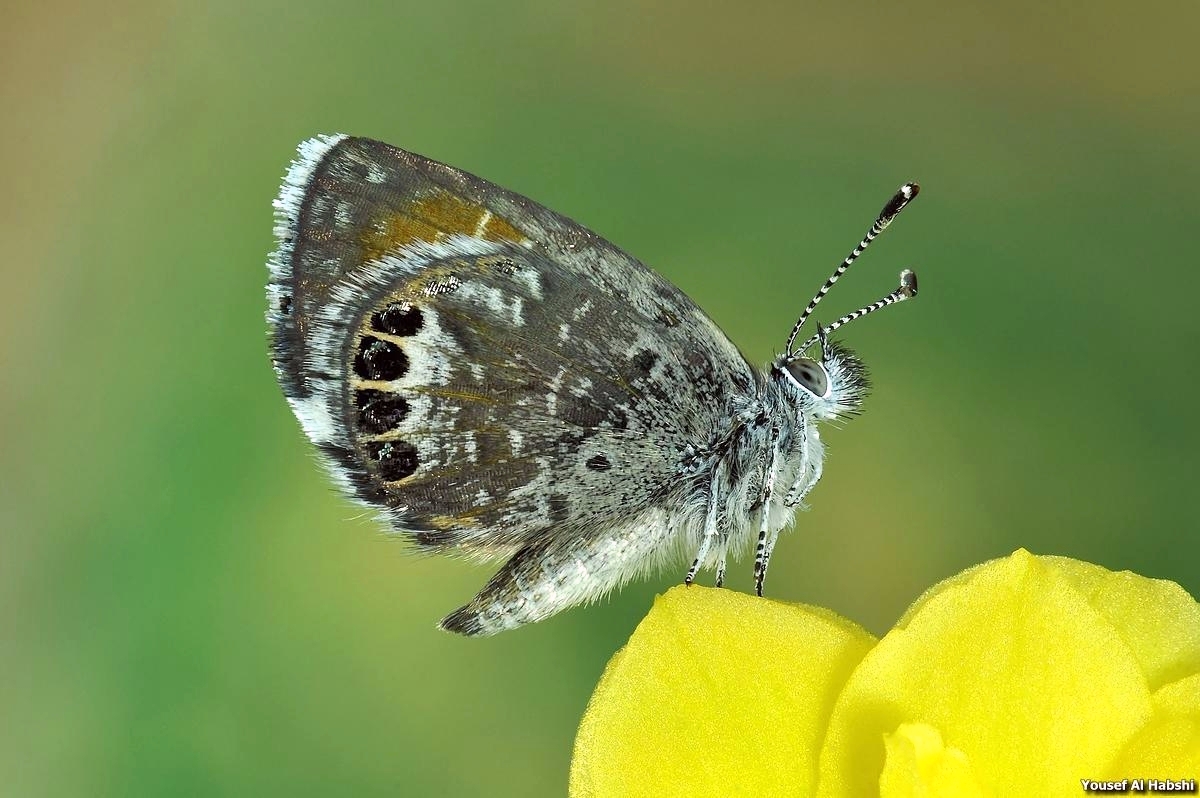 Western Pygmy Blue