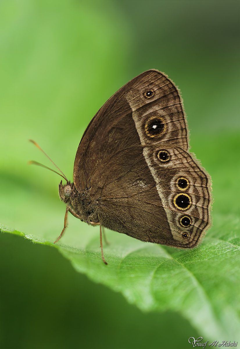 Long Brand Bush Brown Butterfly