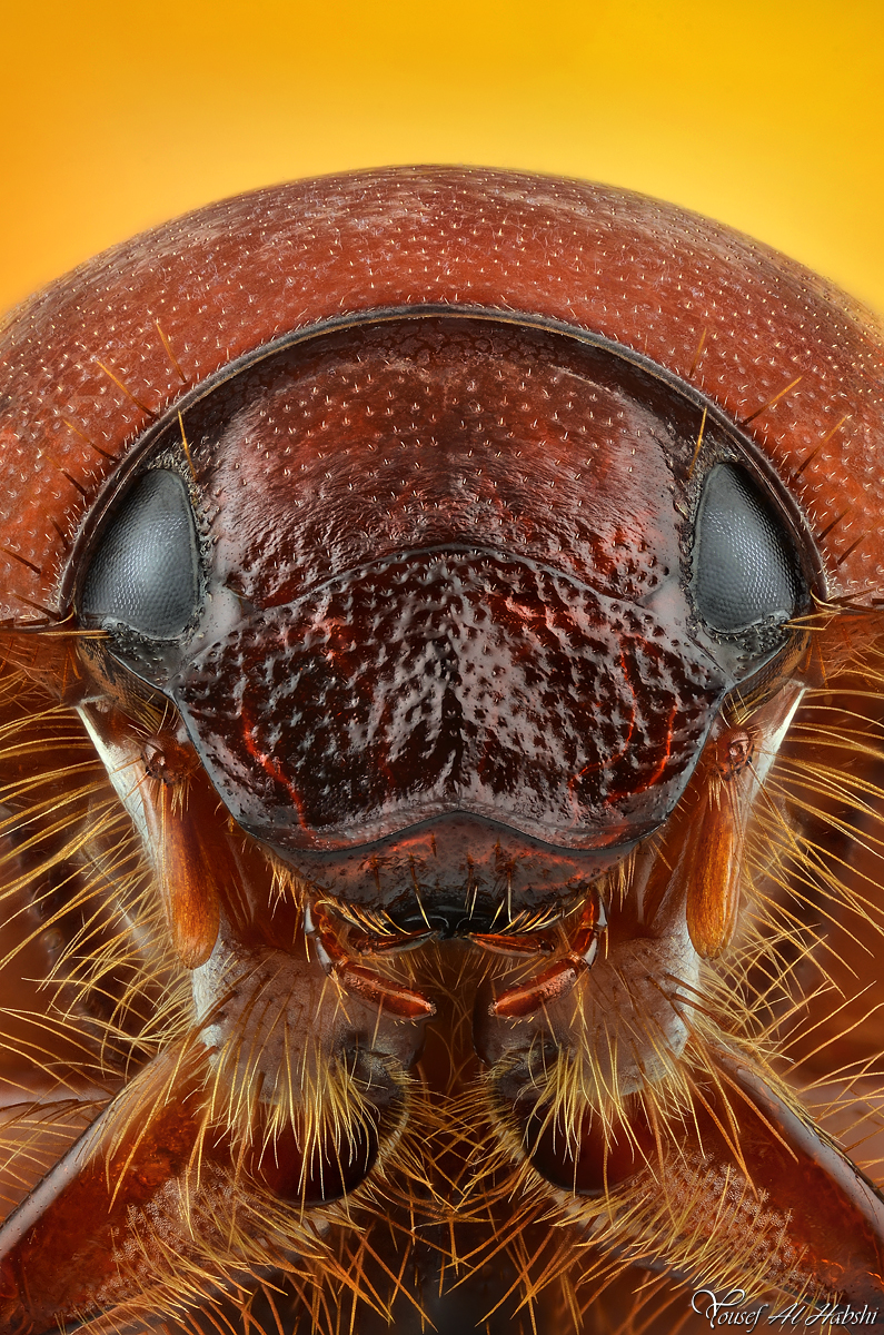 Arabian Chafer Beetle