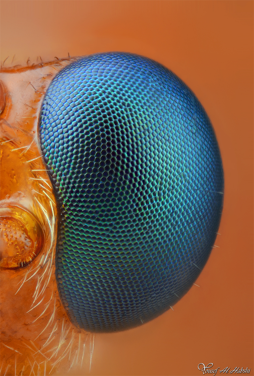 Parasitoid Wasp's eye