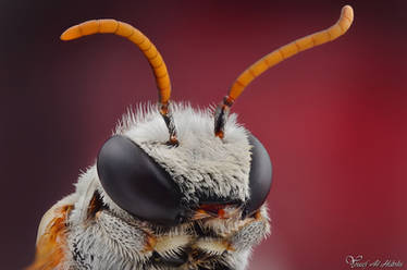 Solitary Bee