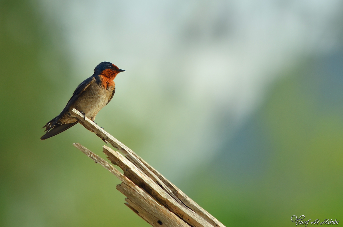 Pacific Swallow