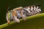 Leaf Cutting Bee by AlHabshi