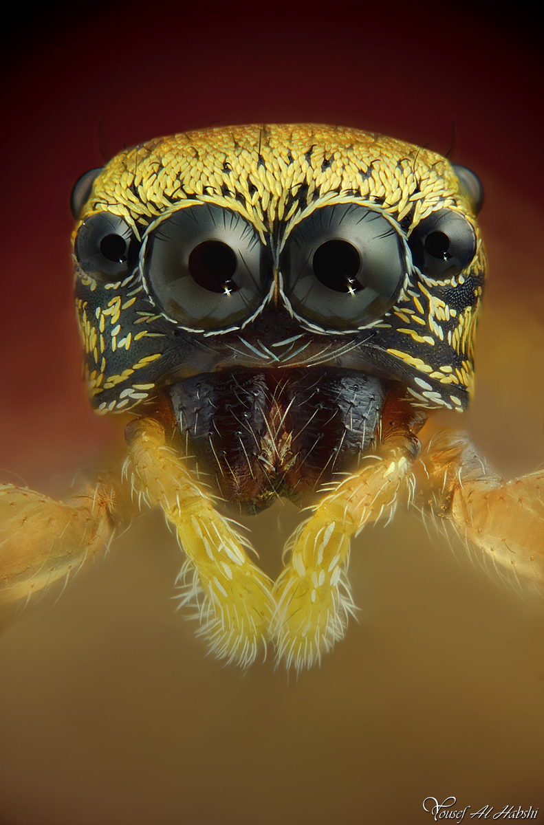 Tiny Jumping Spider