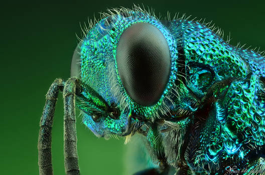 Cuckoo Wasp - Portrait