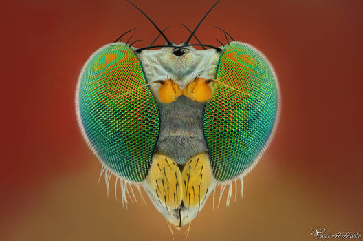 Long-legged Fly (Dolichopodidae)