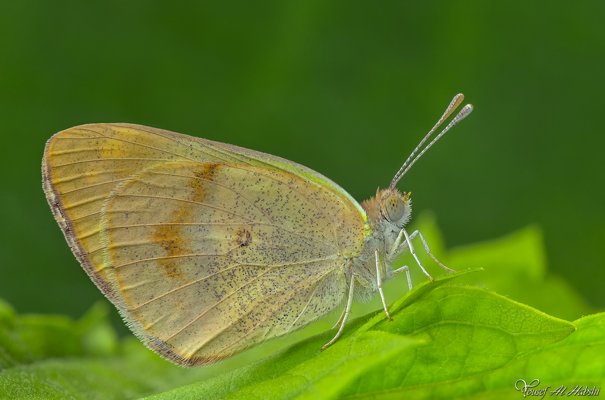 Small Salmon Arab Butterfly