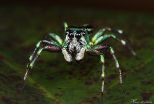 Jumping Spider - Cosmophasis micans