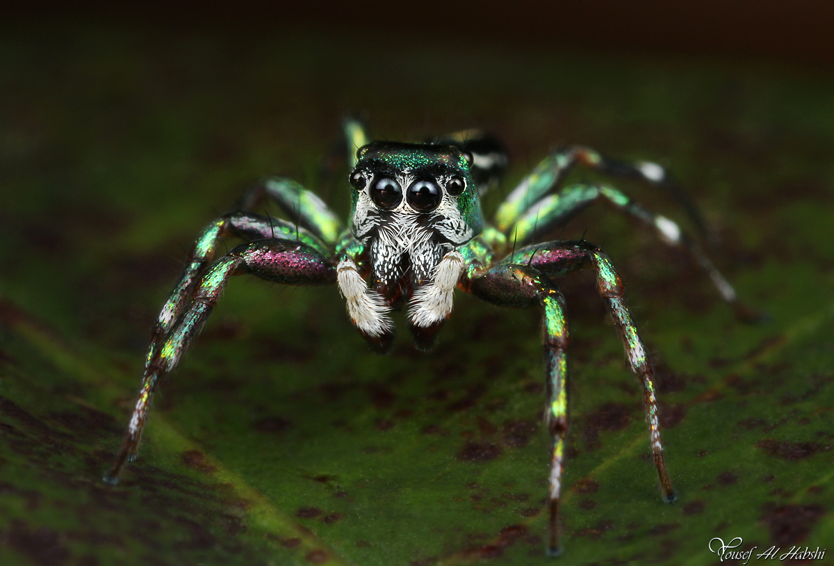 Jumping Spider - Cosmophasis micans