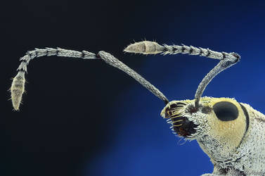 White Weevil II by AlHabshi