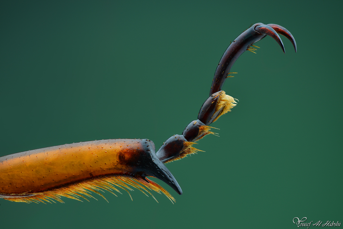 Palm Weevil - Leg