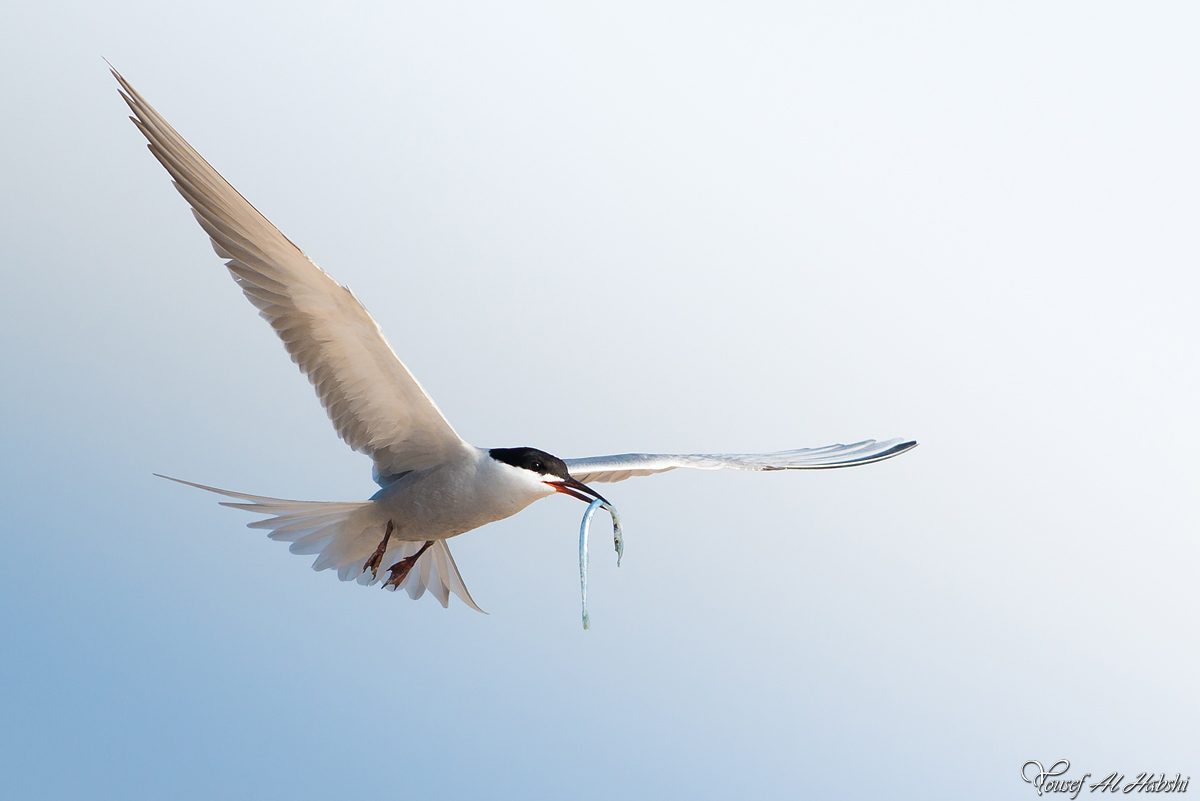 White-cheeked tern