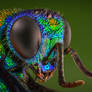 Cuckoo Wasp