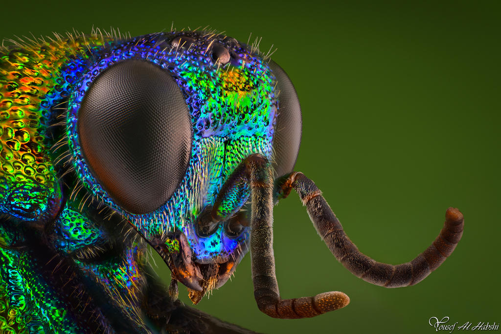 Cuckoo Wasp by AlHabshi