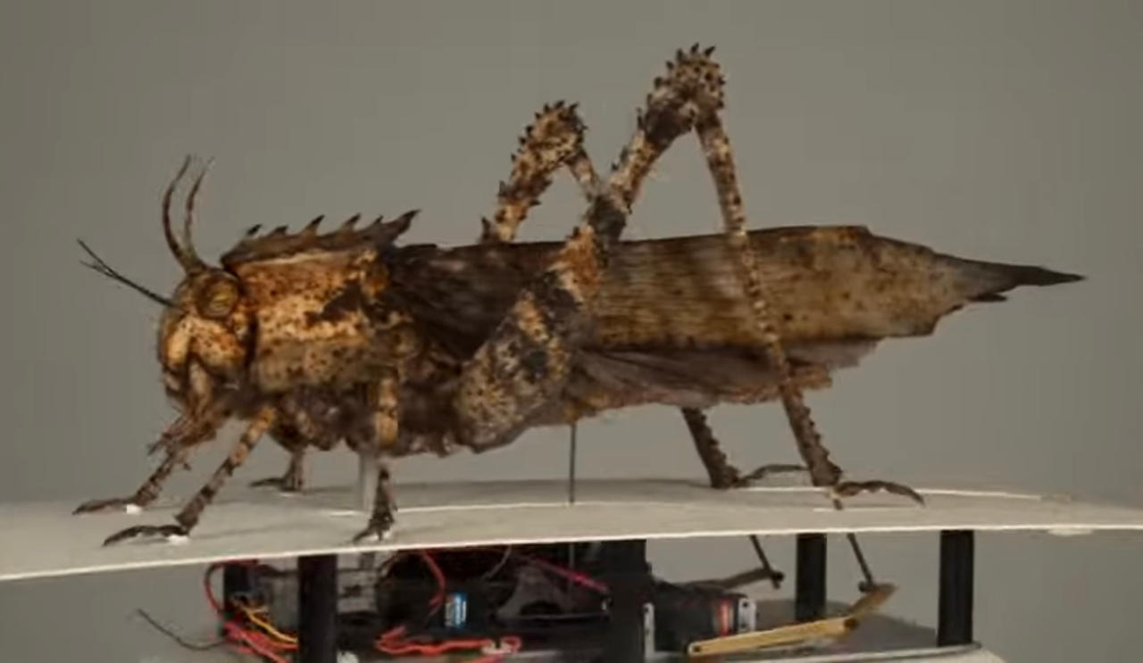Jurasic Insect Jurassic World Dominion Giant Locust by Cezannichus1 on DeviantArt