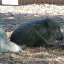 The Peccary