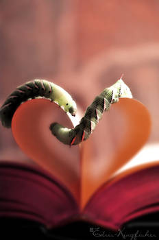 A Bookworm's Romance