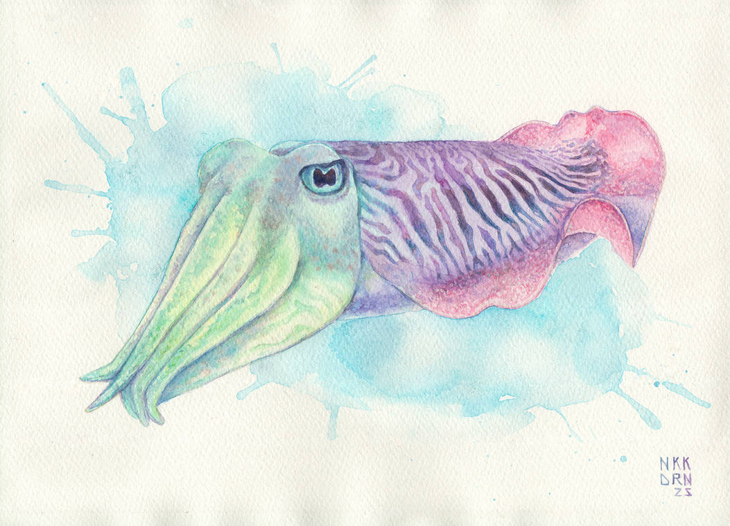 Watercolor Cuttlefish by NikkiDraven on DeviantArt