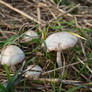 growing wild mushrooms