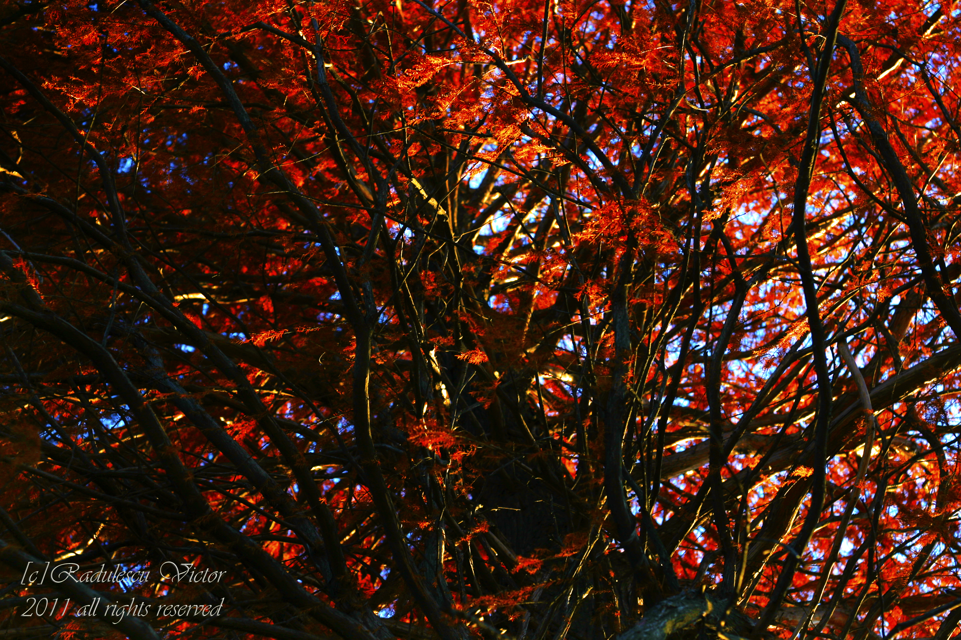 Red Tree