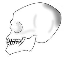 Skull