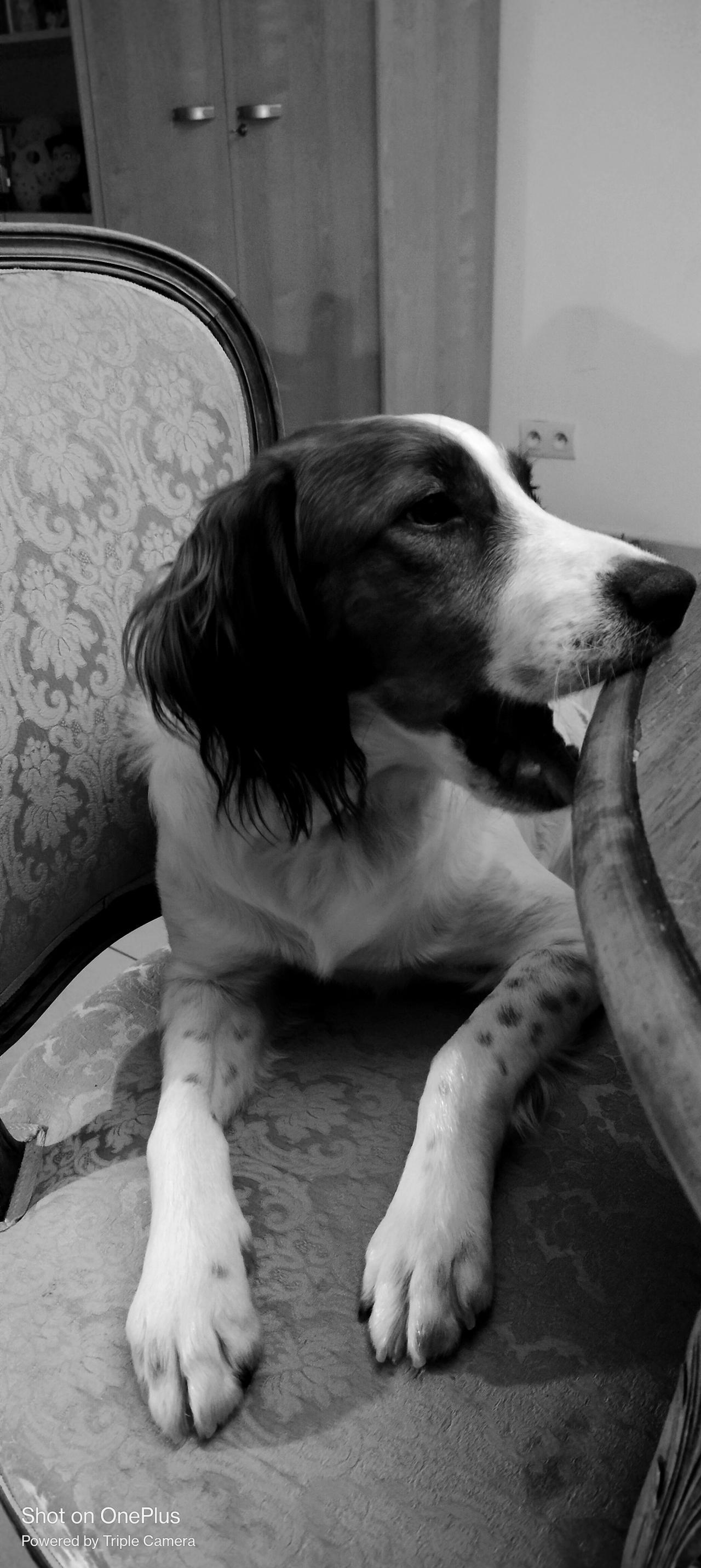 Toffie by ElectricLadyStudios on DeviantArt