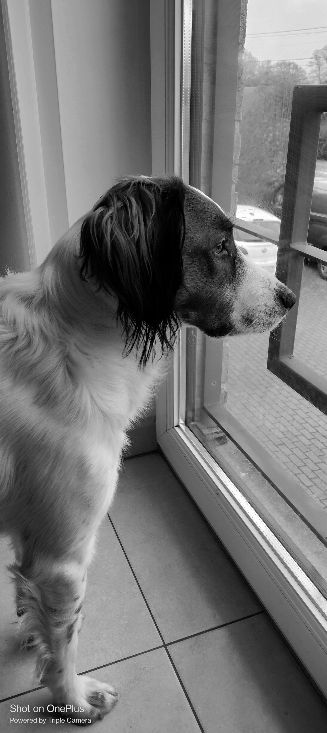 Toffie by ElectricLadyStudios on DeviantArt