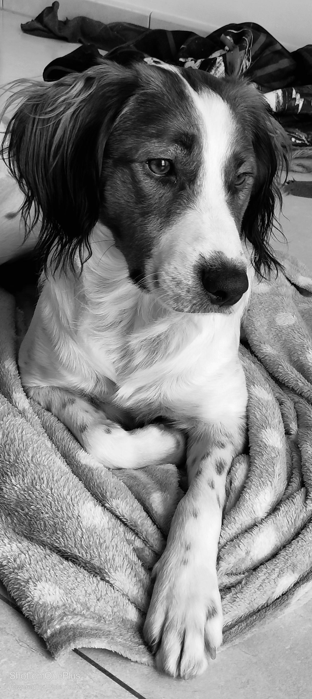 Toffie by ElectricLadyStudios on DeviantArt