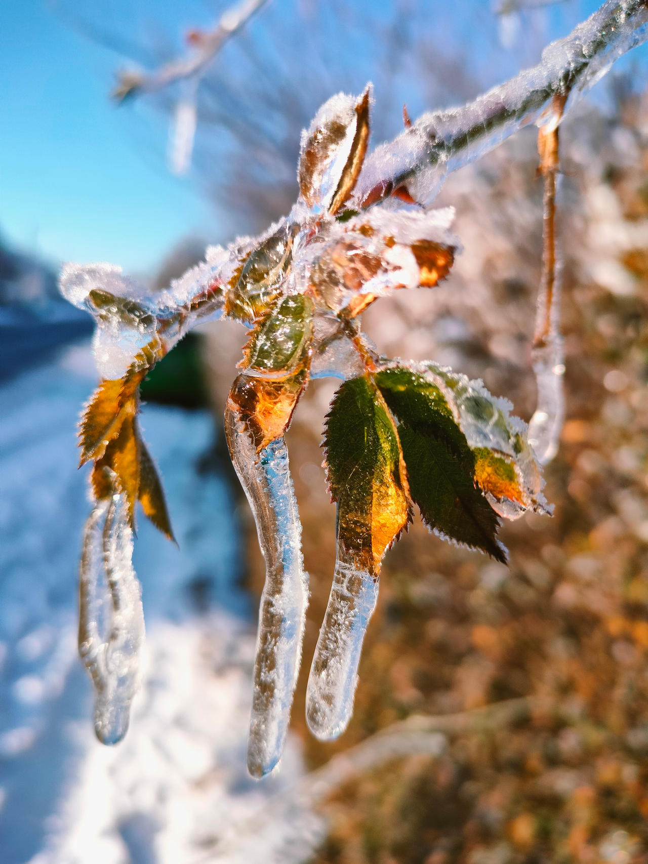 Iced Nature by ElectricLadyStudios on DeviantArt