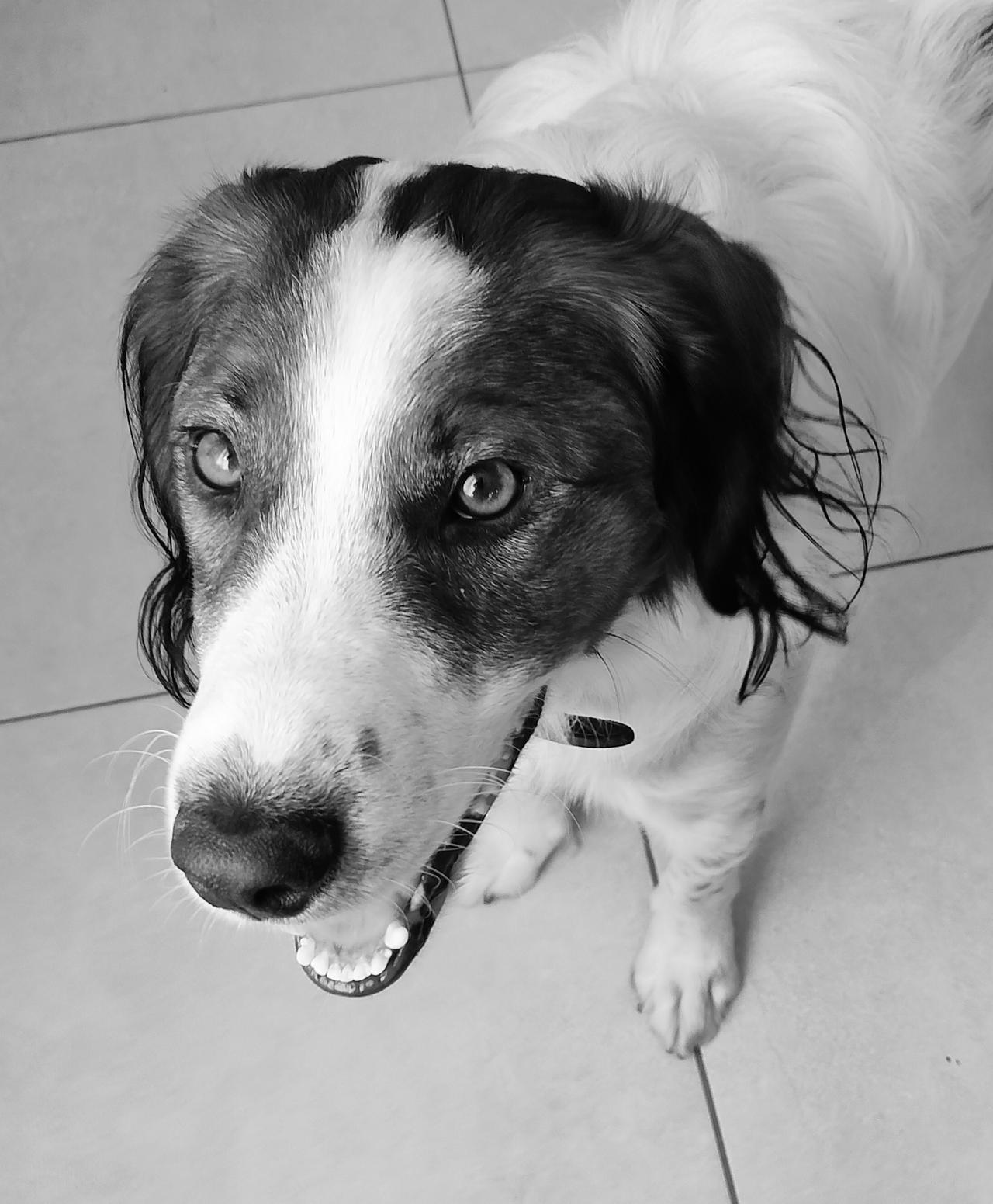 Toffie by ElectricLadyStudios on DeviantArt