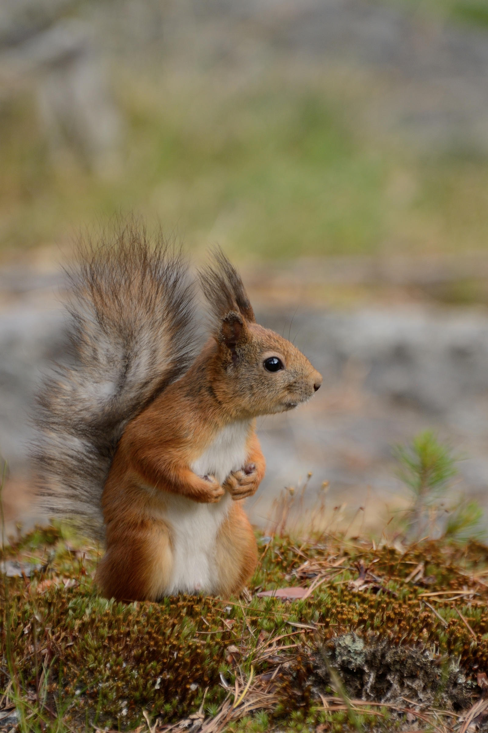 Eurasian red squirrel (Sciurus vulgaris)