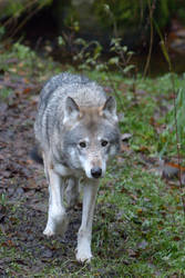 Wolf (Canis lupus)