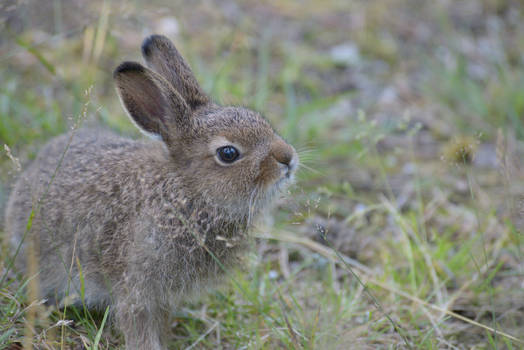 Mountain hare (Lepus timidus)