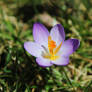 Crocus