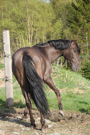 Zar 3 by Lynxieee Zar 3 by Lynxieee