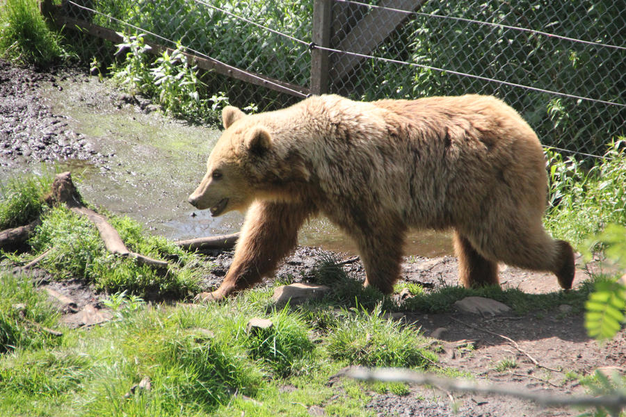 Bear 2