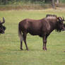 Black wildebeest 4