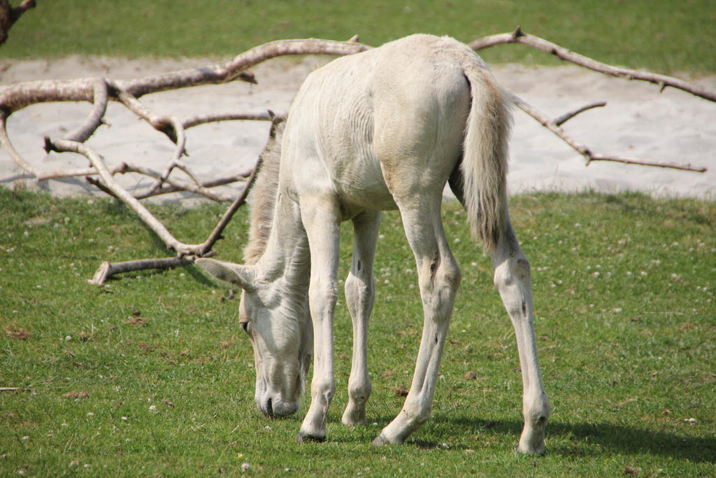 Przewalski 3