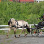 Horse driving 1