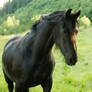 Friesian 1