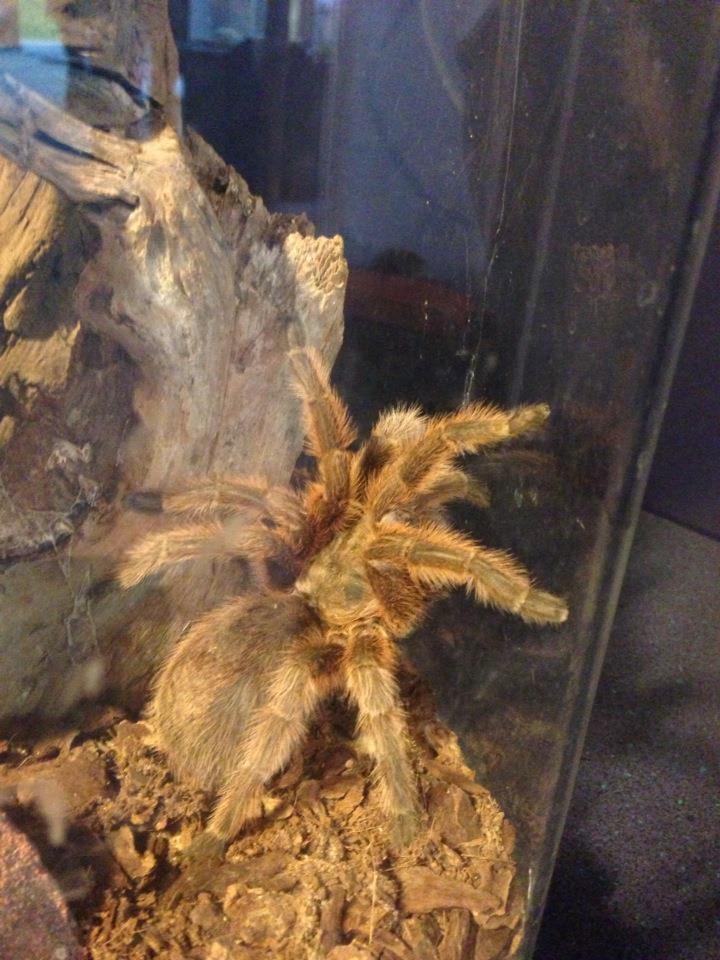 Rosie - Queen of the Spiders