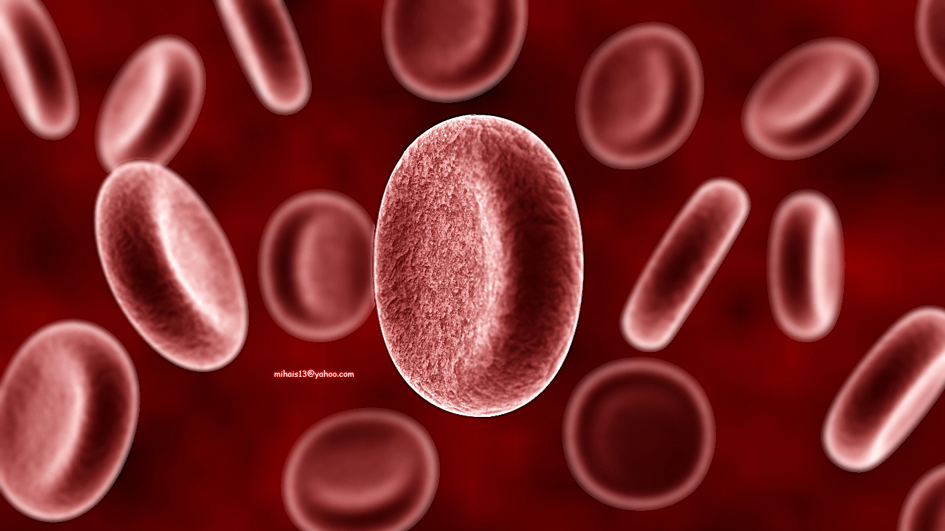 Human Blood Cells