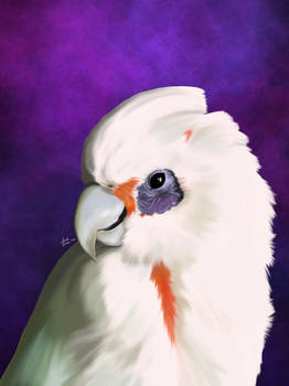 Peaches the Cockatoo