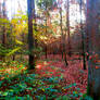 Colors of autumn light