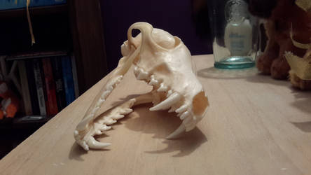Male Red fox skull