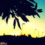 Morning_Glory