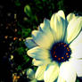 Happy_Earth_Day